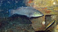 180 Labre merle (Labrus merula)